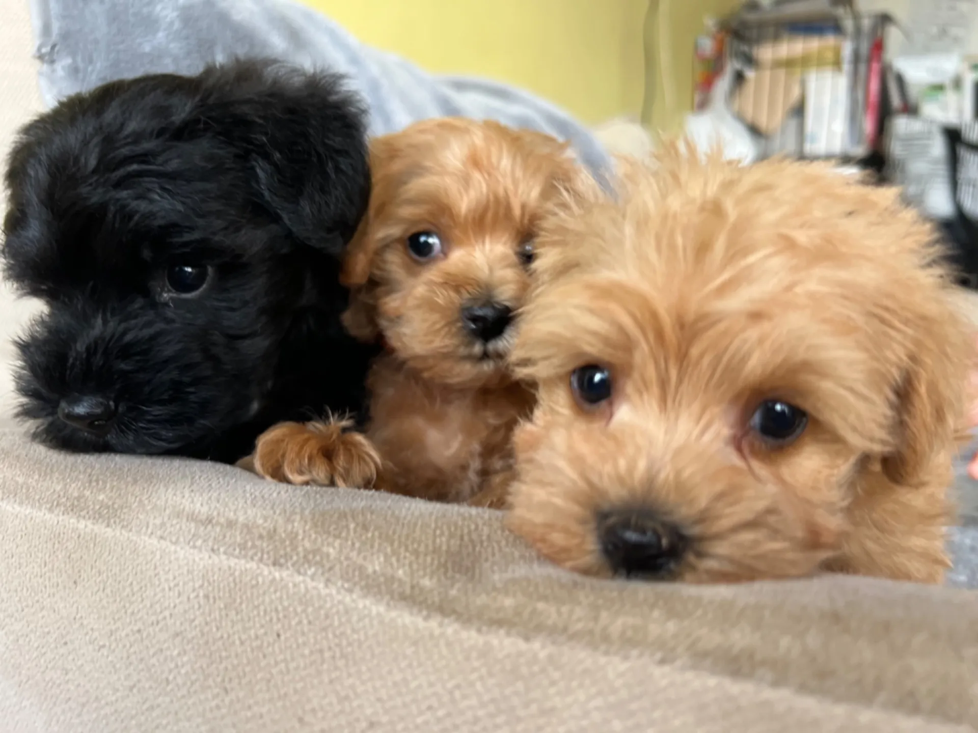 シュナプー子犬