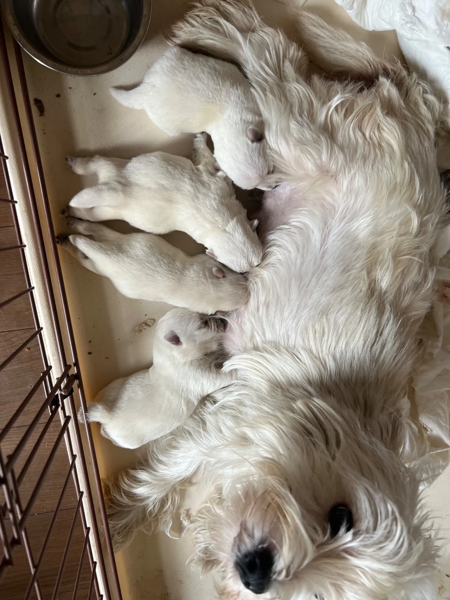 ウエストハイランドホワイトテリア